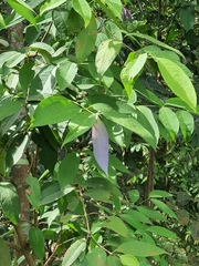 Syzygium ridleyi