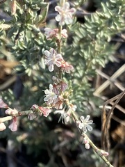 Eriogonum wrightii dentatum