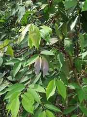 Syzygium ridleyi