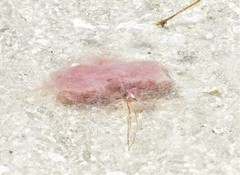 Drymonema larsoni image