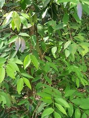Syzygium ridleyi
