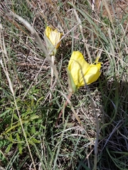 Oenothera macrocarpa