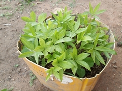 Amorphophallus dracontioides