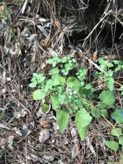 Ageratina jucunda