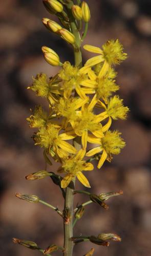 Bulbine cepacea (Bulbine cepacea)