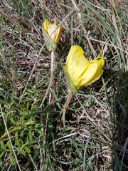 Oenothera macrocarpa