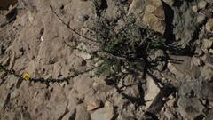 Aspalathus chortophila