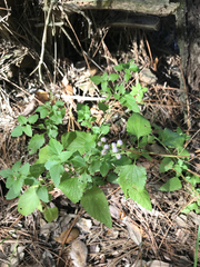 Ageratina jucunda