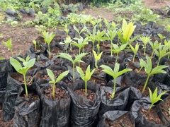 Amorphophallus dracontioides