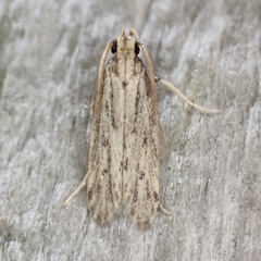 Spinitibia hodgesi