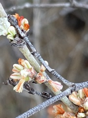 Eriogonum wrightii dentatum
