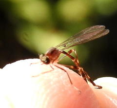 Leptogastrinae