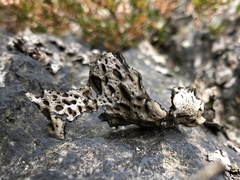 Umbilicaria hirsuta