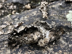 Umbilicaria hirsuta
