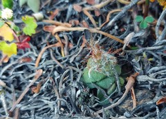 Anacampseros retusa