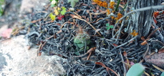 Anacampseros retusa