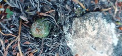Anacampseros retusa