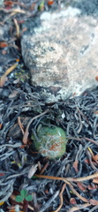 Anacampseros retusa