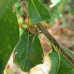 Curculio proboscideus