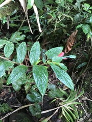 Columnea nicaraguensis