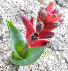 Lachenalia bulbifera