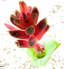 Lachenalia bulbifera