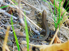 Algyroides moreoticus