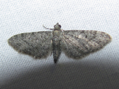 Eupithecia jejunata