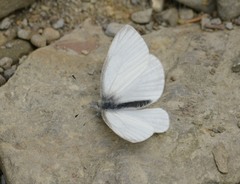 Pieris virginiensis