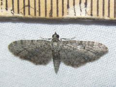 Eupithecia jejunata
