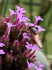Rhingia rostrata