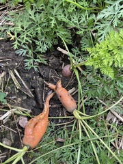 Daucus carota sativus