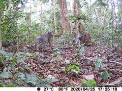 Mandrillus sphinx