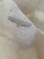 Idaea longaria