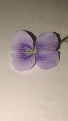 Viola sororia