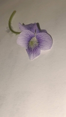 Viola sororia