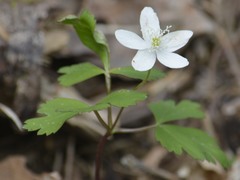 Anemonoides lancifolia