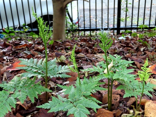 Image of Sceptridium japonicum by (c) mami_t_t, some rights reserved (CC BY)