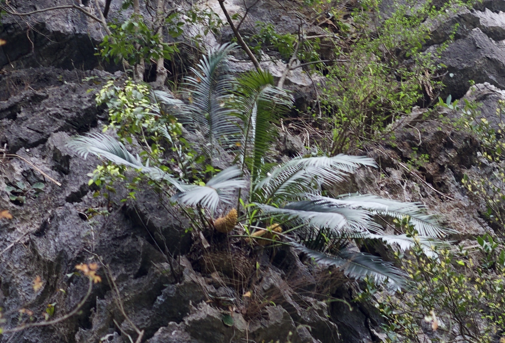 Cycas hoabinhensis