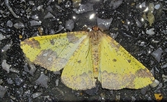Hyperythra