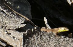 Lacerta trilineata polylepidota