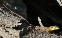 Lacerta trilineata polylepidota