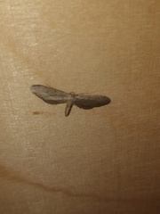 Idaea longaria