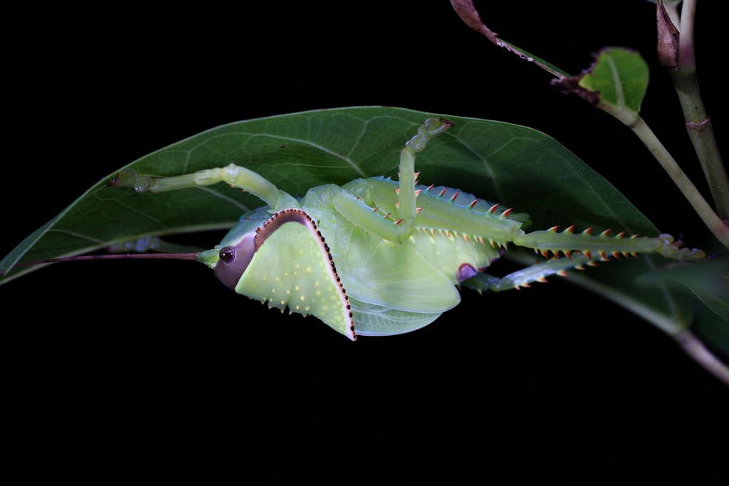 キョジンツユムシ (Pseudophyllus titan) · iNaturalist