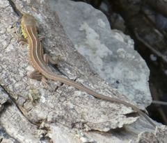 Lacerta trilineata polylepidota