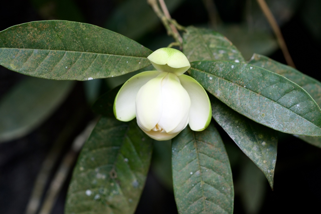 Magnolia coco, Trường Yên, Tp. Ninh Bình, Ninh Bình, Vietnam