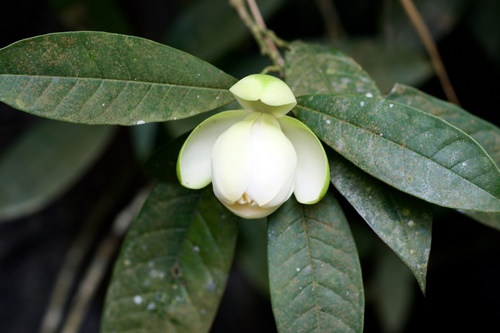 Magnolia coco