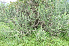 Euphorbia neriifolia