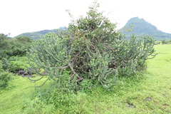 Euphorbia neriifolia