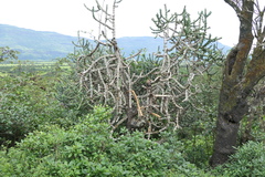 Euphorbia neriifolia